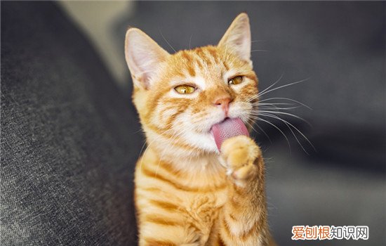 幼猫耳朵猫藓初期症状 猫藓初期症状