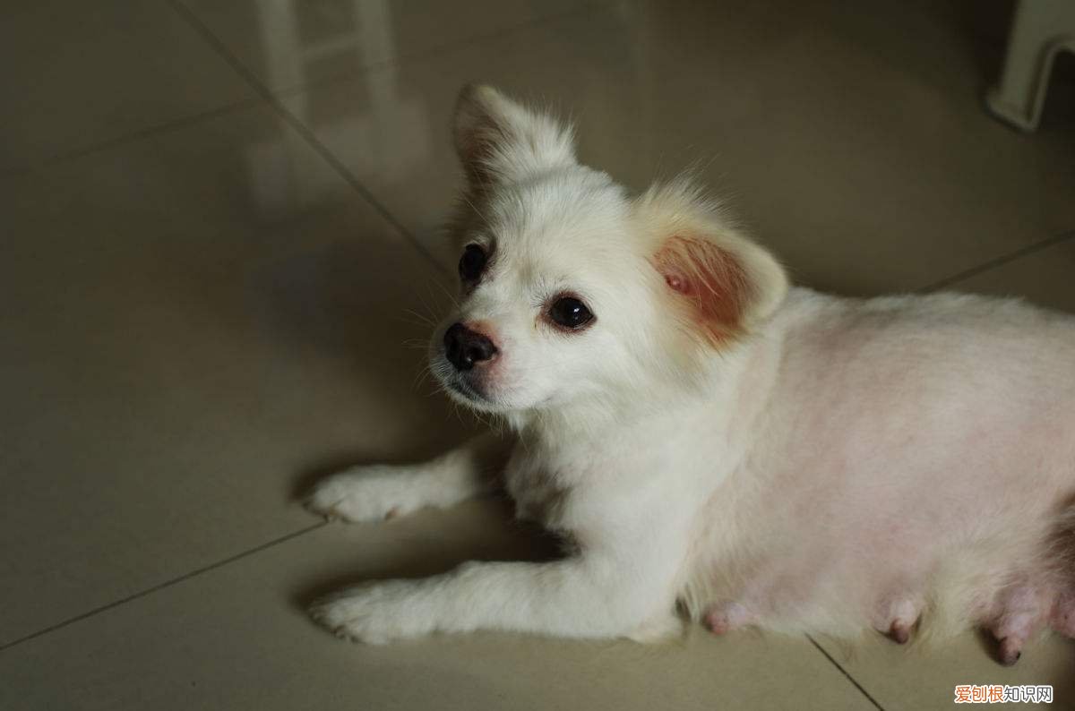 纯白蝴蝶犬多少钱一只 纯白蝴蝶犬价格