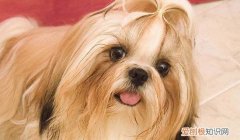 西施犬为什么没人养 西施犬没人养的原因