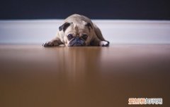 小狗拉的有点稀怎么办 狗狗拉的有点稀怎么办