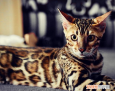 豹猫有几种花纹 豹猫花纹图片