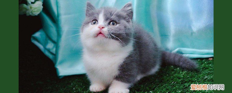 坚果是什么品种的猫 想和他养同款吗?