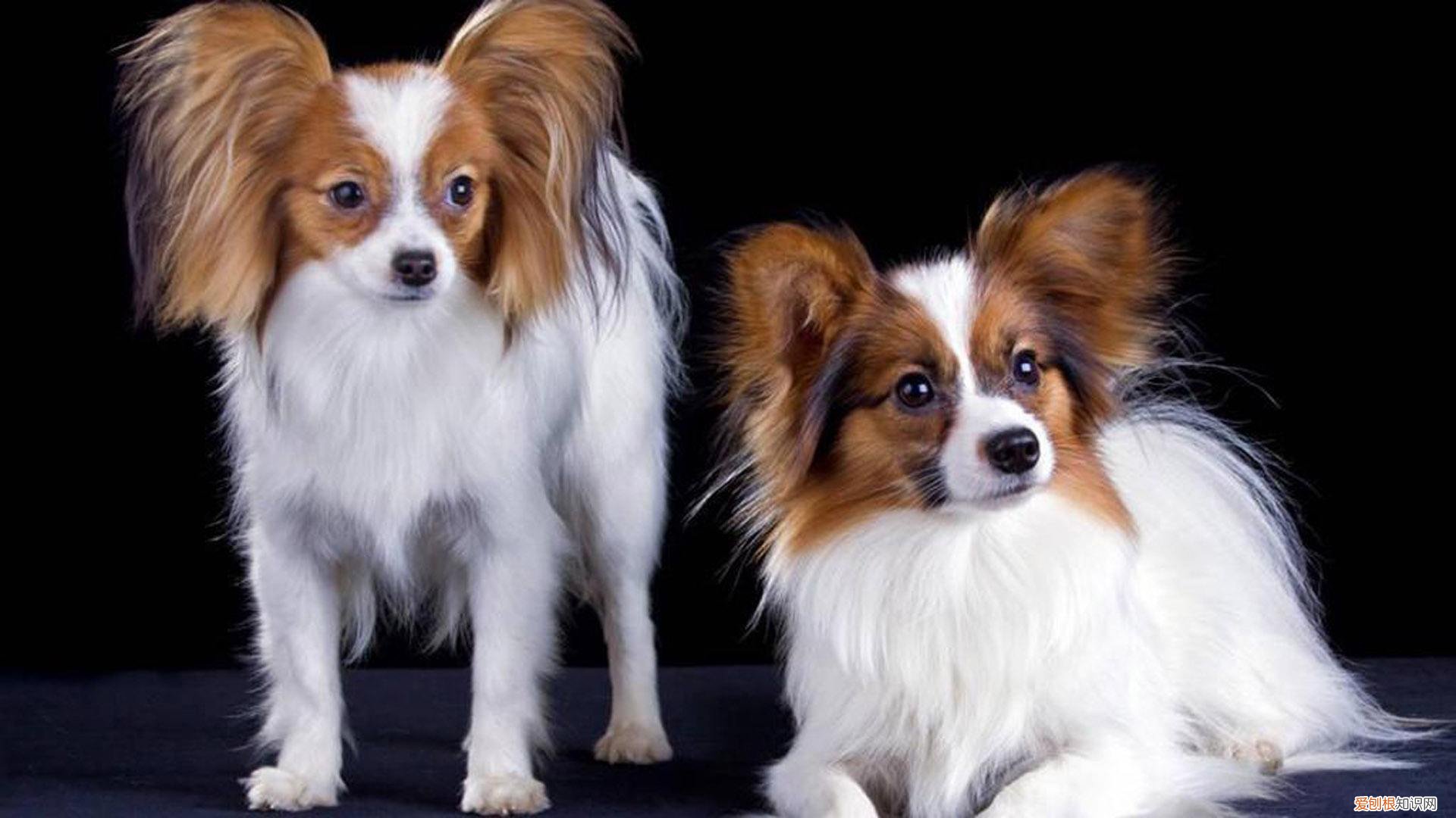 蝴蝶犬的价格 蝴蝶犬的价格是多少钱一只