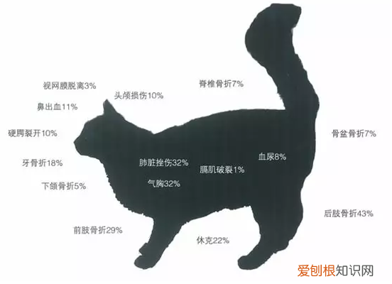 猫内脏出血什么反应 一定要多注意猫咪哦！