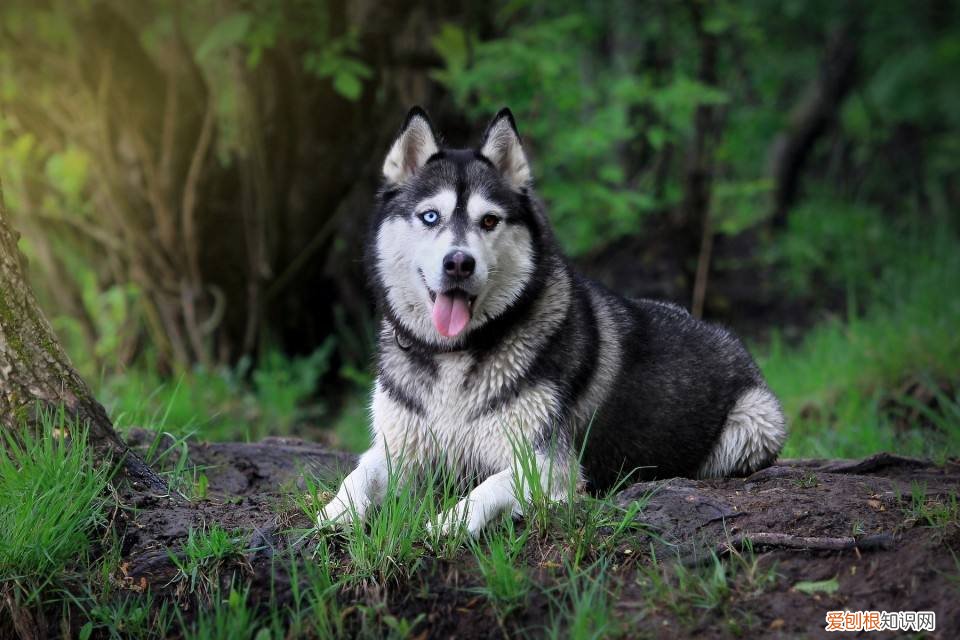 成都哈士奇价格 成都哈士奇价格多少