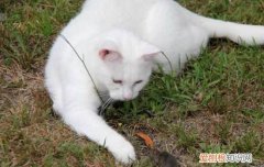 猫只有一个睾丸怎么办 隐睾的危害这么大…