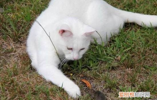 猫只有一个睾丸怎么办 隐睾的危害这么大…