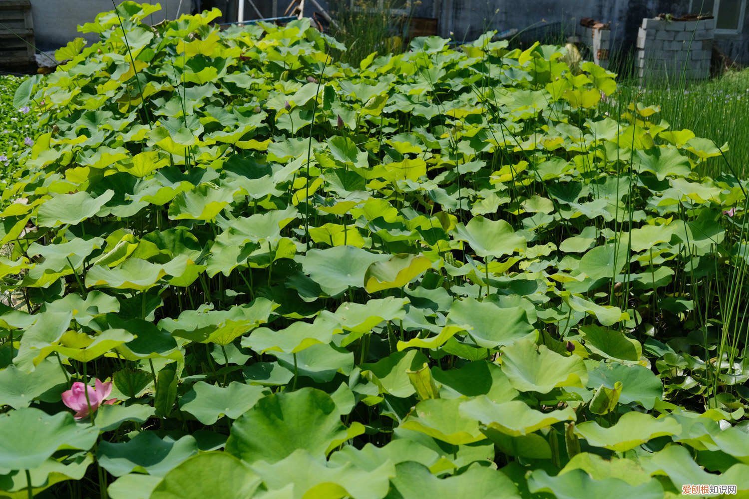 花盆种荷花的方法 荷花盆栽技巧，需要注意什么