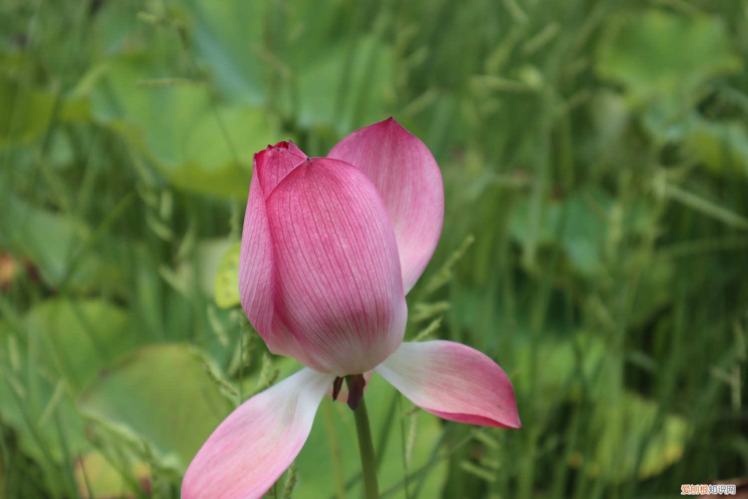 花盆种荷花的方法 荷花盆栽技巧，需要注意什么