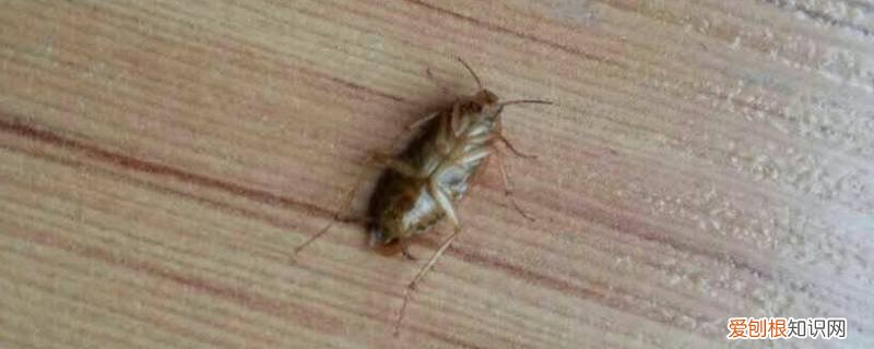 碾死蟑螂的地方会生出小蟑螂? 小蟑螂幼虫可以捏死吗