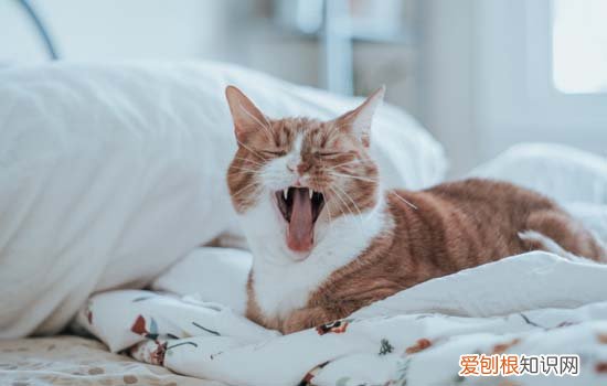 猫不能吃盐是真的吗 猫不能吃盐