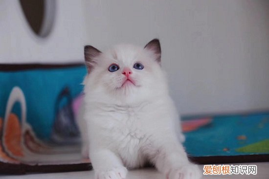 布偶幼猫品相图解 布偶幼猫品相