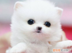 茶杯狗多少钱 茶杯狗多少钱一只