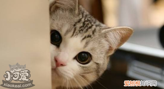 波斯猫能活多长时间 如何延长波斯猫的寿命