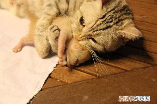 怎么判断母猫抛弃小猫的原因 怎么判断母猫抛弃小猫