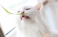 波斯猫是哪个国家的 波斯猫的起源