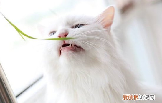 波斯猫是哪个国家的 波斯猫的起源