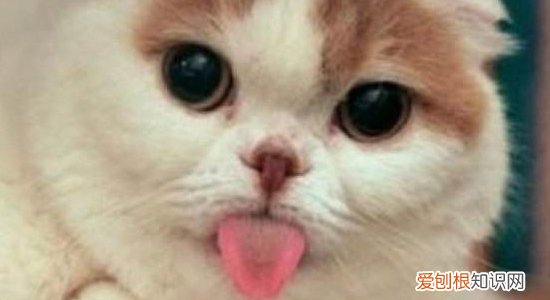 波斯猫哪个国家的品种? 波斯猫的起源故事