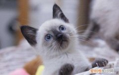 暹罗猫为什么这么臭 铲屎官的名字就是这么来的！