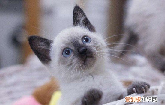 暹罗猫为什么这么臭 铲屎官的名字就是这么来的！