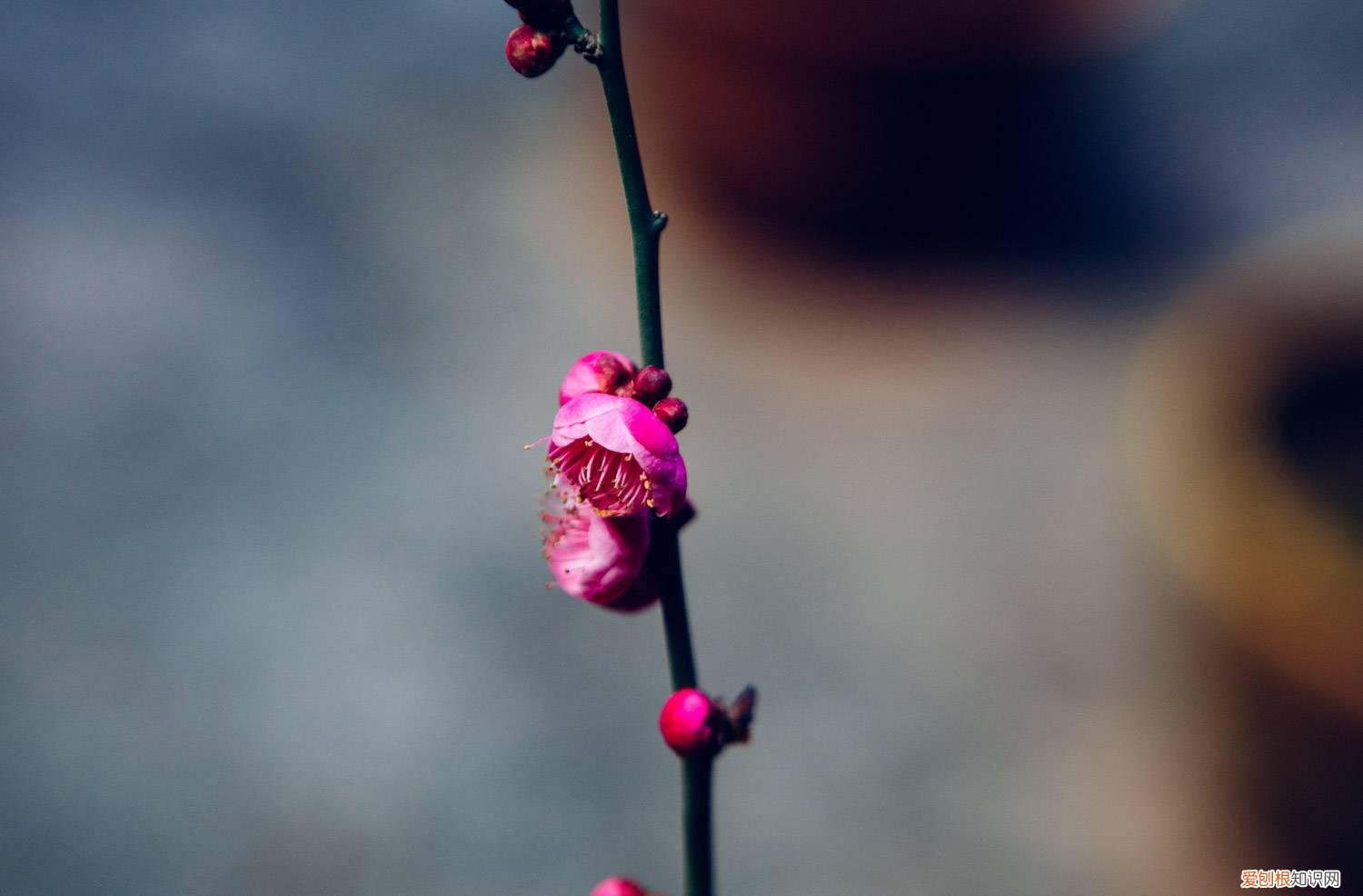 梅花扦插多久开花 梅花扦插要多久能生根，梅花扦插繁殖方法