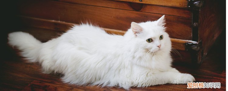 布偶猫耳朵颜色一半黑一半白 是失格吗?