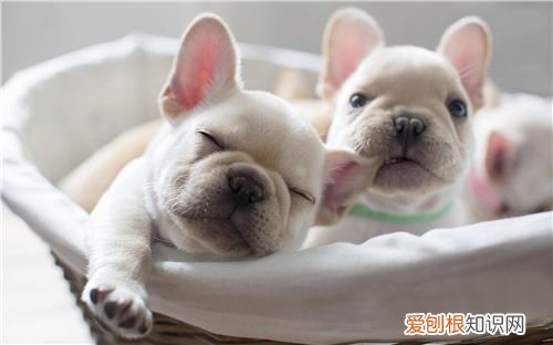 法斗一般多少钱一只 法斗要多少钱