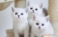 猫咪会对主人有感情吗 想不到独来独往的猫咪也会依赖你吧