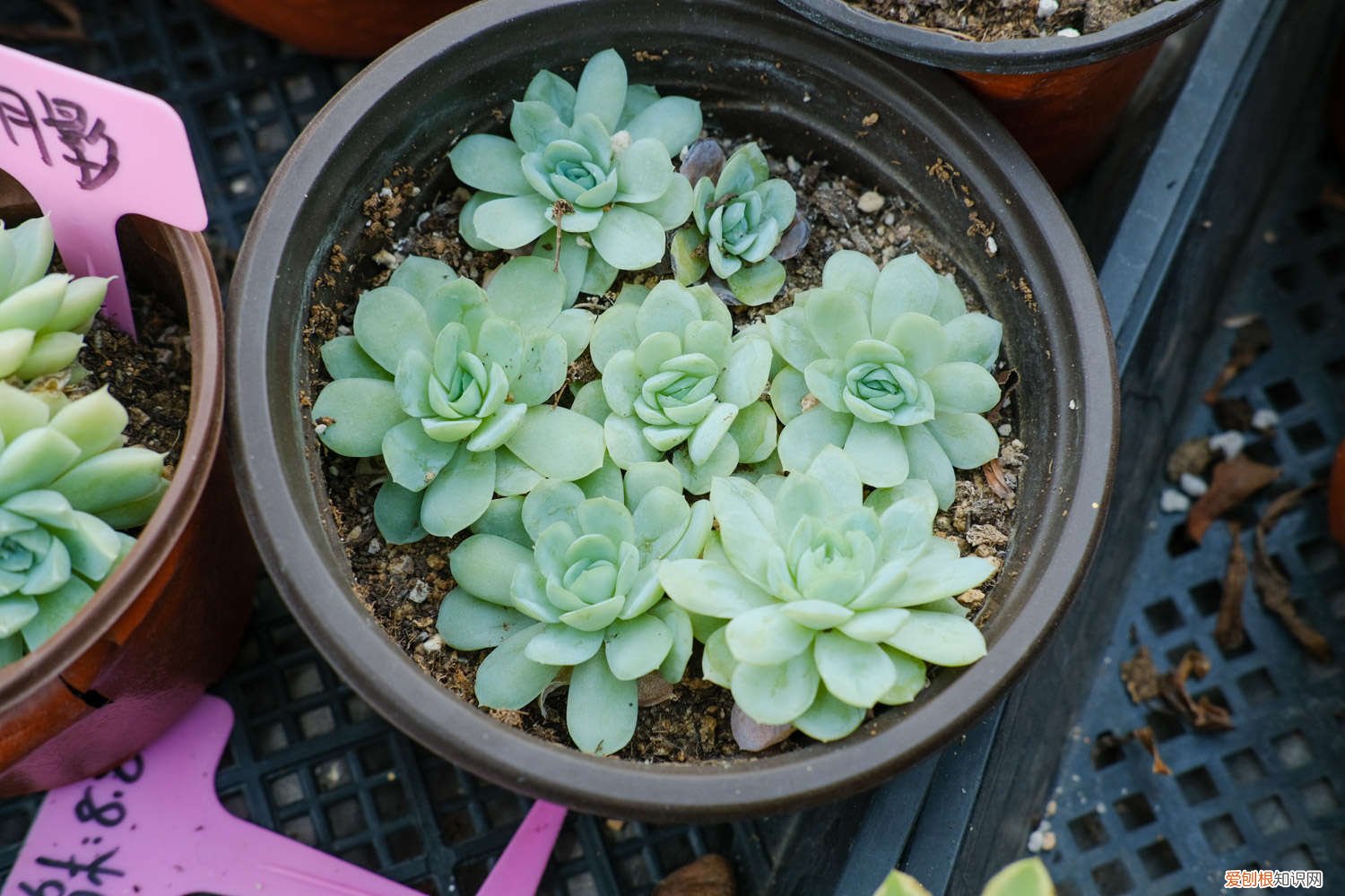 多肉修根后可以直接涂抹多菌灵吗 多肉先洗根还是先修根,多菌灵泡多肉