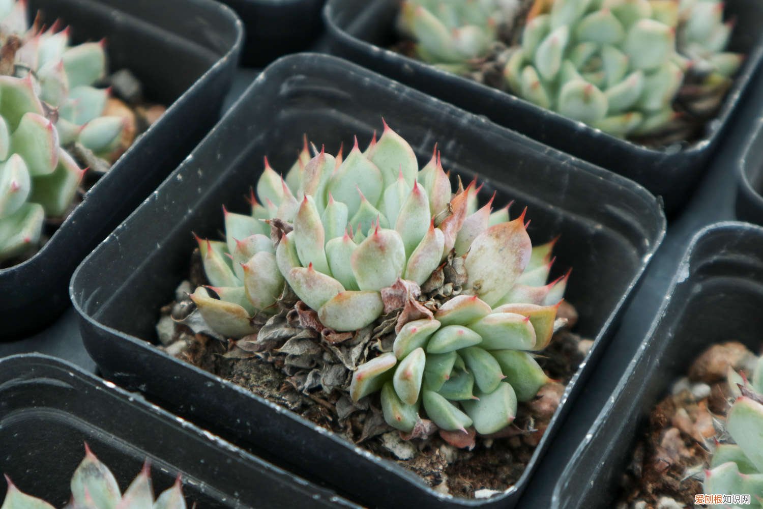 多肉修根后可以直接涂抹多菌灵吗 多肉先洗根还是先修根,多菌灵泡多肉