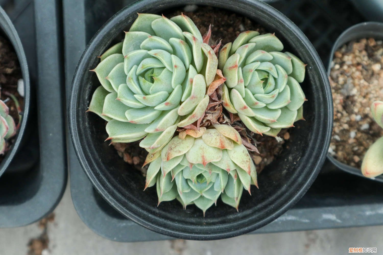 多肉修根后可以直接涂抹多菌灵吗 多肉先洗根还是先修根,多菌灵泡多肉