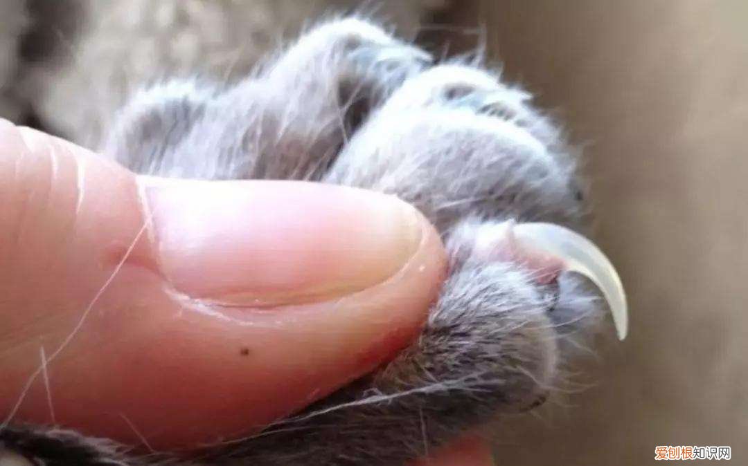 多大的小猫可以剪指甲 小猫多大可以剪指甲