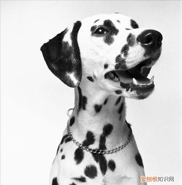 苏州斑点狗的价格 苏州斑点狗多少钱一只