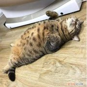 猫缩着脚睡觉 猫为什么总把脚缩起来