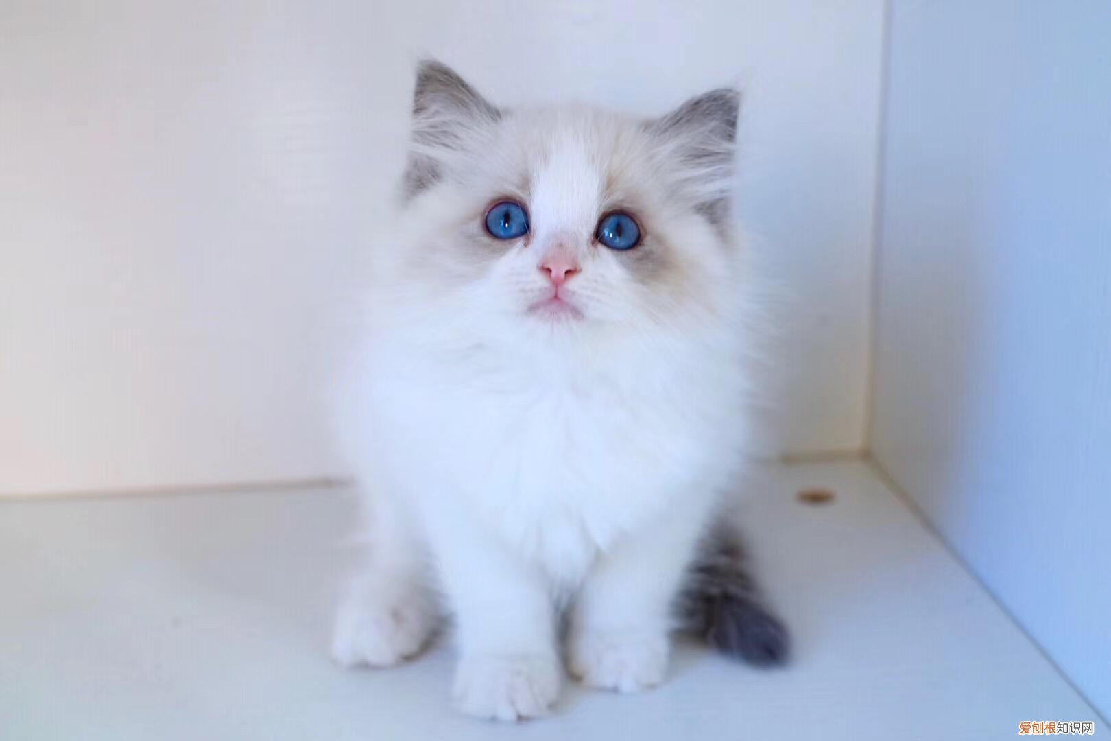 布偶猫和暹罗猫区别 它俩真的长得像吗？