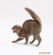 小猫为什么弓着身子竖着尾巴走 小猫为什么弓着身子竖着尾巴