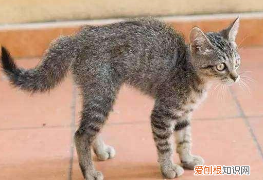 猫咪总是弯着腰 猫为什么总是低头弯起腰