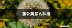 蒲公英的种植方法及注意事项 蒲公英怎么种植，蒲公英种植技术及管理
