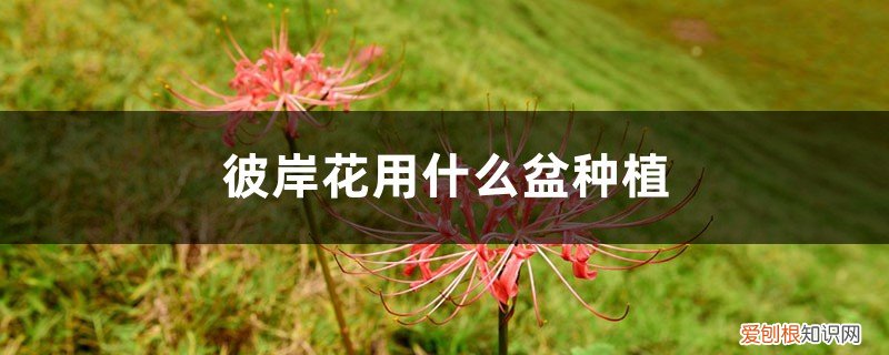 可以栽彼岸花吗 彼岸花用什么盆种植，夏季可以给彼岸花换盆吗