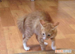 猫弓着腰跑是什么情况 猫为什么爱弓着腰跑