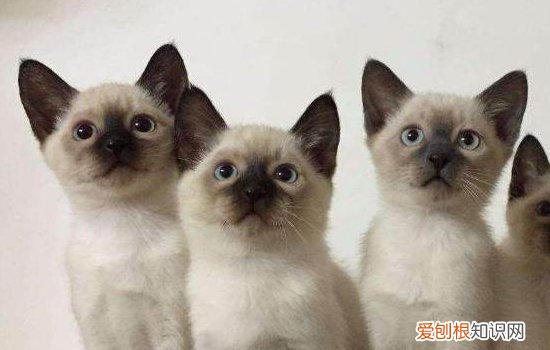 暹罗猫怀孕是怎么样的 暹罗猫孕期小知识
