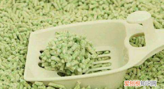 暹罗猫不会盖屎怎么办 这三招教你！