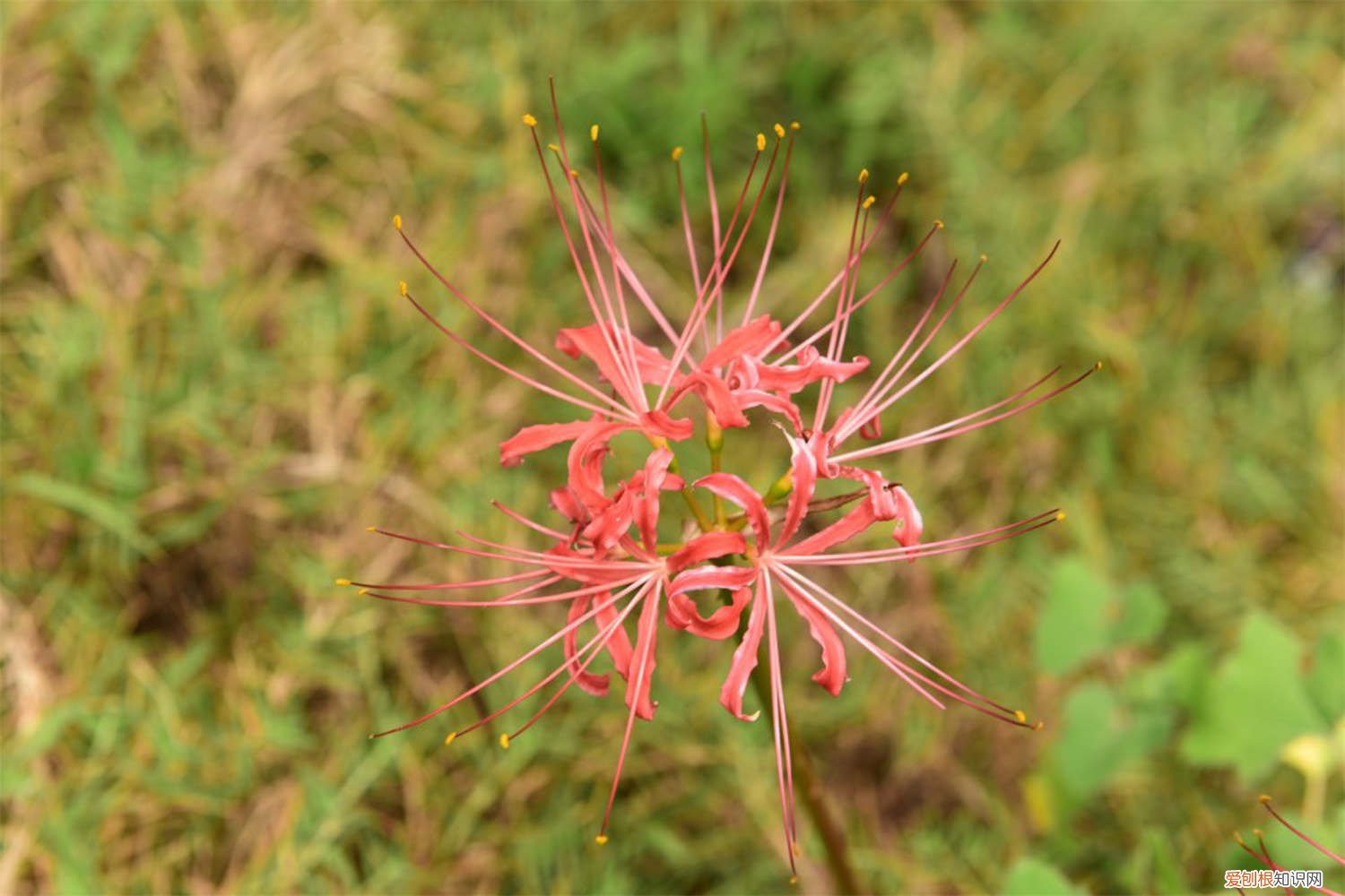 彼岸花花期过后如何修剪 彼岸花修剪花枝的技巧，彼岸花怎么修剪