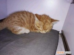 猫为什么趴在我背上 猫为什么背对着我趴着