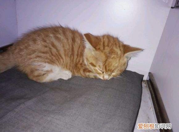 猫为什么趴在我背上 猫为什么背对着我趴着