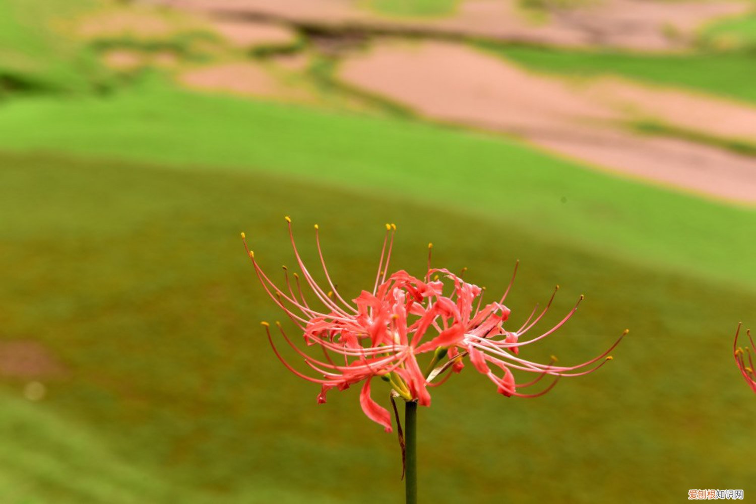 彼岸花什么时候分株 彼岸花分株后当年能开花吗，彼岸花如何分株