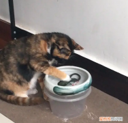猫猫为什么爱把玩具放到水里睡觉 猫猫为什么爱把玩具放到水里