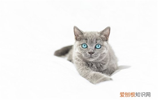 猫为什么喜欢薄荷叶呢 猫为什么喜欢薄荷叶