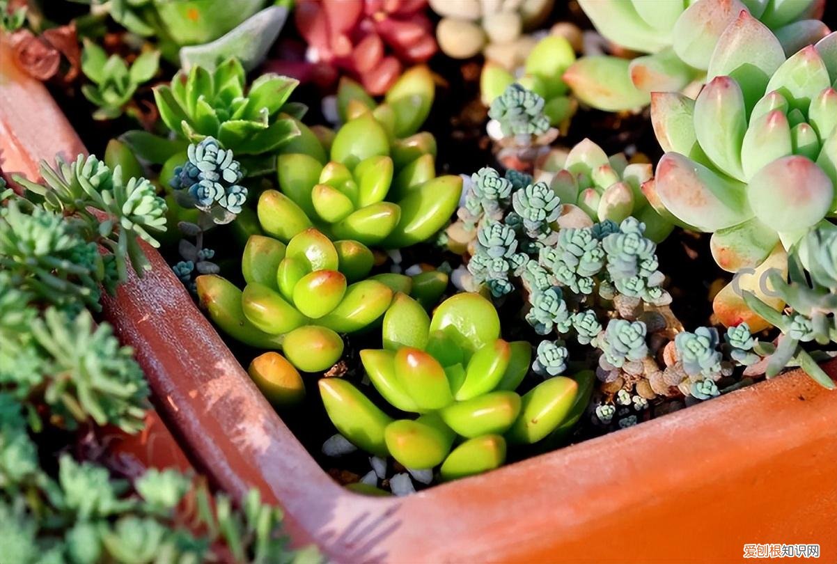 好养活的开花盆栽，养花记住3个“绝招”，每一盆都能养好，长势旺开爆盆，枝繁叶茂