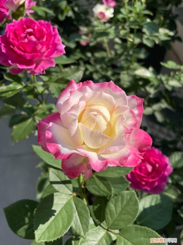 好养活的开花盆栽，养花记住3个“绝招”，每一盆都能养好，长势旺开爆盆，枝繁叶茂